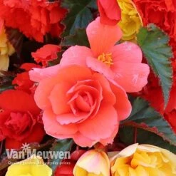 Begonia 'Illumination Mixed' -Double Tree Store BEGO P86758 D