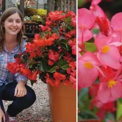 Double Tree Store -Double Tree Store BEGO V48628 A h