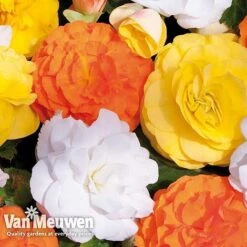 Begonia 'Nonstop Citrus Mix' -Double Tree Store BEGO V48976 C