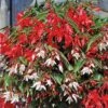 Begonia 'Starshine' -Double Tree Store BEGO V58403 A h