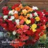 Begonia 'Illumination Mixed' -Double Tree Store BEGO V72065 A
