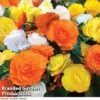 Begonia 'Nonstop Citrus Mix' -Double Tree Store BEGONIA NONSTOPMIXED KC6172 A