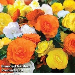 Begonia 'Nonstop Citrus Mix'