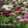 Bellis Perennis 'Bellissima Mixed'