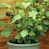 Blackcurrant 'Ebony' 2 Blackcurrant 'Ebony' -Double Tree Store BLAC V48143 A h