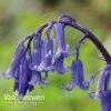 English Bluebells -Double Tree Store BLUE 26750 A1