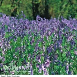 English Bluebells -Double Tree Store BLUE 26750 D