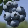 Blueberry 'Brigitta' 1 Blueberry 'Brigitta' -Double Tree Store BLUE V15101 A h