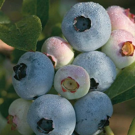 Blueberry 'Chandler' 3 Blueberry 'Chandler'