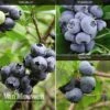 Blueberry 'Full Season Collection' 2 Blueberry 'Full Season Collection' -Double Tree Store BLUE V45268P A1