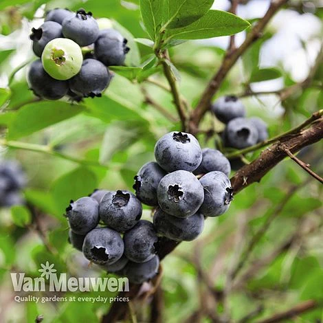 Blueberry 'Full Season Collection' 4 Blueberry 'Full Season Collection' - Image 2