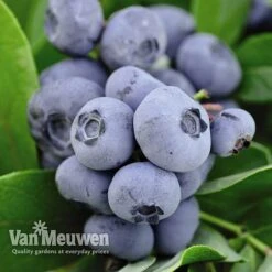 Blueberry 'Full Season Collection' 9 Blueberry 'Full Season Collection' -Double Tree Store BLUE V45268P C
