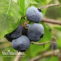 Blueberry 'Full Season Collection' 10 Blueberry 'Full Season Collection' -Double Tree Store BLUE V45268P D