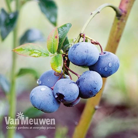Blueberry 'Bluecrop' 2 Blueberry 'Bluecrop'