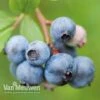 Blueberry 'Duke' 2 Blueberry 'Duke' -Double Tree Store BLUE V72356 A