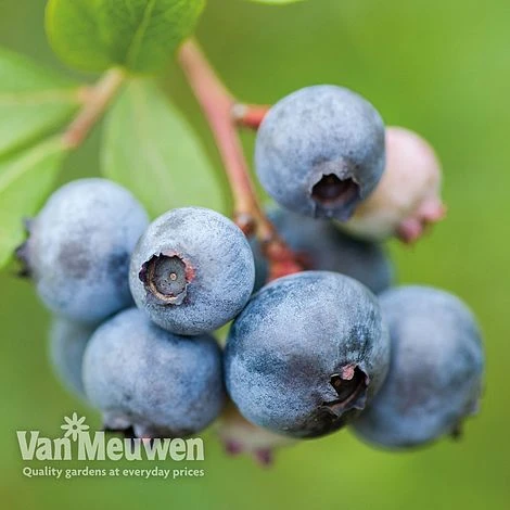 Blueberry 'Duke' 3 Blueberry 'Duke'
