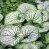 Brunnera Macrophylla 'Jack Frost' -Double Tree Store BRUN V58776 A h