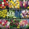 Value Spring Bulbs Collection -Double Tree Store BULB 69855V A h
