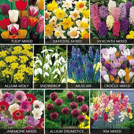 Value Spring Bulbs Collection 3 Value Spring Bulbs Collection