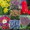 Mixed Bulb Collection -Double Tree Store BULB V12651 A h