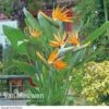 Bird Of Paradise Flower -Double Tree Store Bird Of Paradise Strelitzia