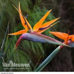 Double Tree Store -Double Tree Store Bird Of Paradise Strelitzia 2