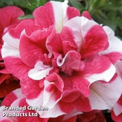 Best Seller -Double Tree Store BrandedGP Copyright Image cherry1