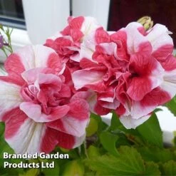 Petunia 'Cherry Ripple' (Tumbelina Series) -Double Tree Store BrandedGP Copyright Image cherry3