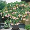 Angels Trumpet Tricolour -Double Tree Store Brugmansia Angels Trumpet Tricolour