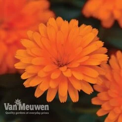 Calendula 'Power Daisy' Collection -Double Tree Store CALE VKA1013 C
