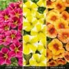 Calibrachoa 'Fruities Collection' -Double Tree Store CALI V48988 A h