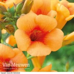 Campsis X Tagliabuana 'Indian Summer' -Double Tree Store CAMP V63780 F