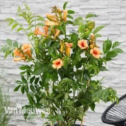 Campsis X Tagliabuana 'Indian Summer' -Double Tree Store CAMP V63780 c