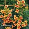 Campsis X Tagliabuana 'Indian Summer' -Double Tree Store CAMP V63780 d