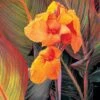 Canna 'Tropicanna' -Double Tree Store CANN V58735 A h
