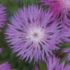 Centaurea Dealbata -Double Tree Store CENT V65198 A h