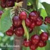 Cherry 'Stella' -Double Tree Store CHER 61408V A