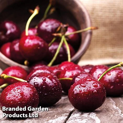 Cherry 'Sunburst' 3 Cherry 'Sunburst'