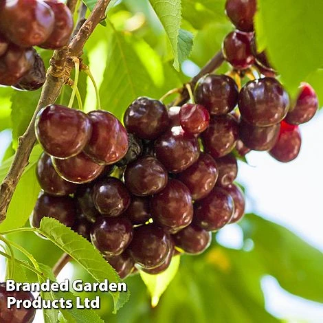 Cherry 'Sunburst' 4 Cherry 'Sunburst' - Image 2