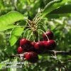 Cherry 'Sylvia' (Mini Fruit Tree) -Double Tree Store CHER T10442 A