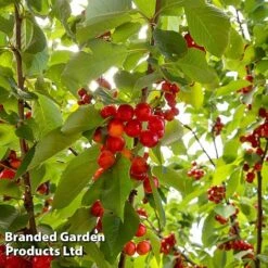 Cherry 'Sylvia' (Mini Fruit Tree) -Double Tree Store CHER T10442 C