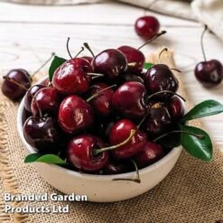 Cherry 'Sylvia' (Mini Fruit Tree) -Double Tree Store CHER T10442 E