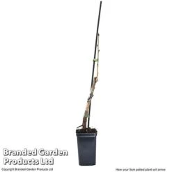 Cherry 'Sylvia' (Mini Fruit Tree) -Double Tree Store CHER T10442 G