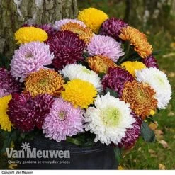 Chrysanthemum 'Incurved Mixed' -Double Tree Store CHRY 72960 B