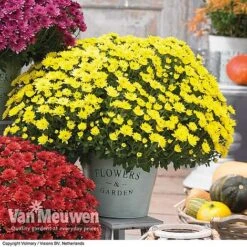 Chrysanthemum 'Hardy Patio Improved' -Double Tree Store CHRY V17671 C