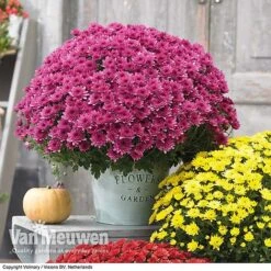 Chrysanthemum 'Hardy Patio Improved' -Double Tree Store CHRY V17671 D
