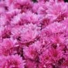 Chrysanthemum X Hortorum 'Anastasia' -Double Tree Store CHRY V59574 A h