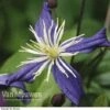 Clematis X Aromatica -Double Tree Store CLEM V15583 A