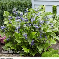 Clematis 'New Love' -Double Tree Store CLEM V56881 C