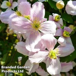 Clematis Montana 'Mayleen' -Double Tree Store CLEM MAYLEEN L39277